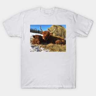 Scottish Highland Cattle Cow and Calf 1716 T-Shirt